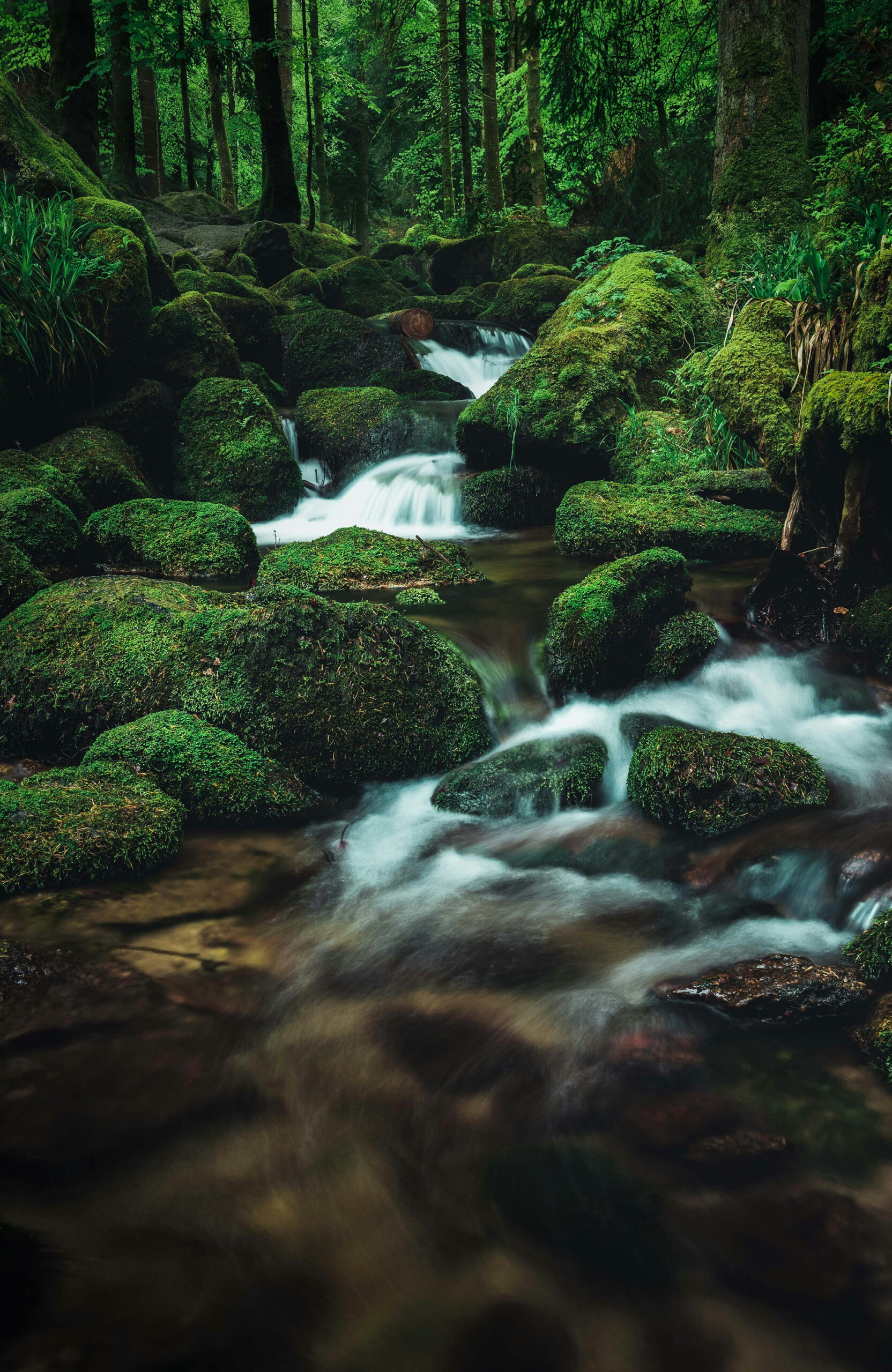 {{brizy_dc_image_alt imageSrc=